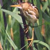 Least Bittern